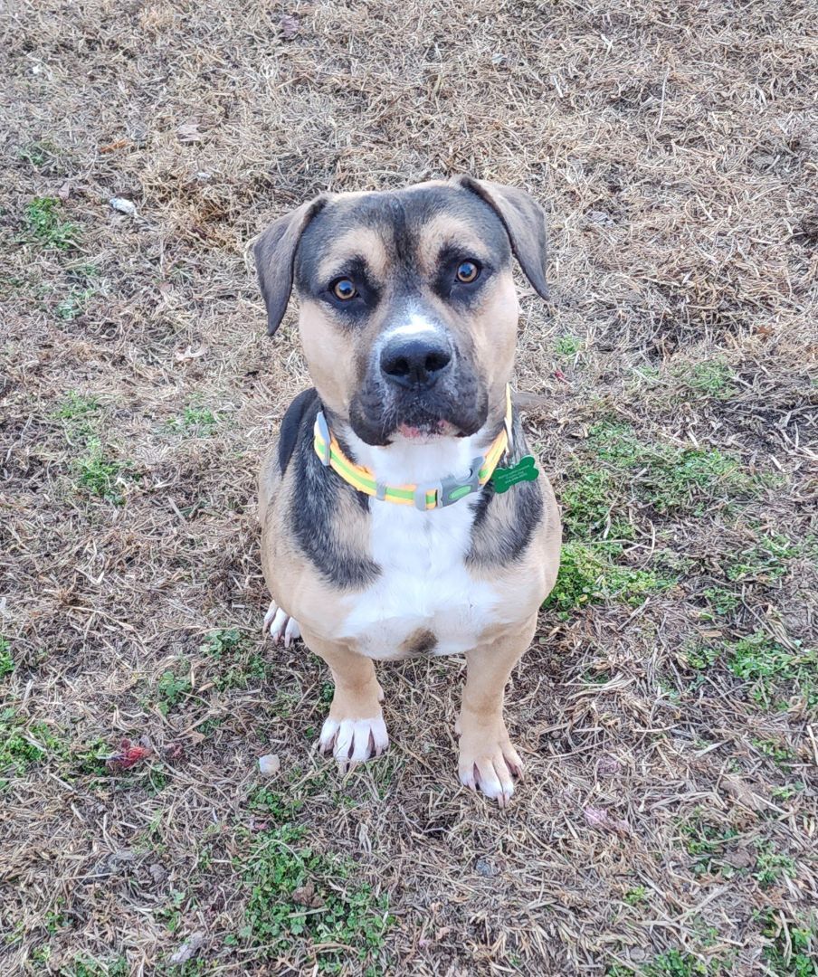 Enlarge JERICHO, a Adoptable American Bully in TULSA, OK image 11/13