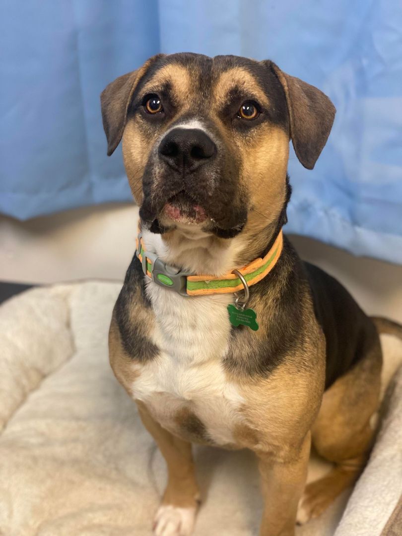 Enlarge JERICHO, a Adoptable American Bully in TULSA, OK image 12/13