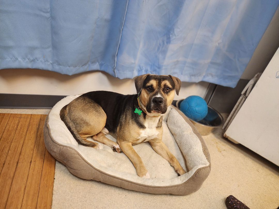 Enlarge JERICHO, a Adoptable American Bully in TULSA, OK image 13/13