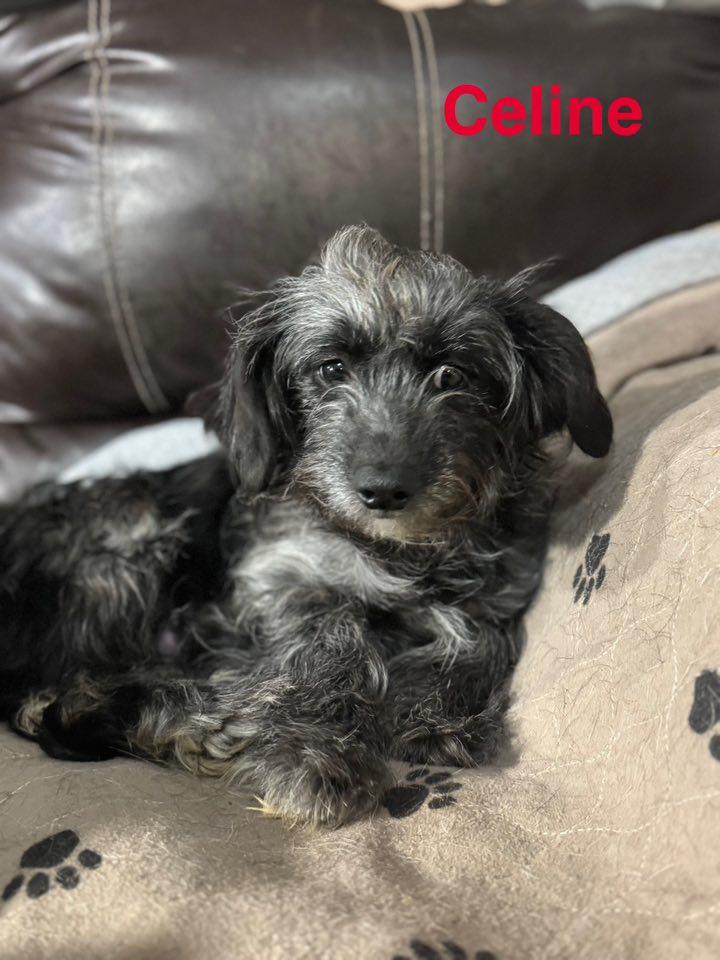 Celine, Adopted, Adult Female Maltese & Yorkshire Terrier.