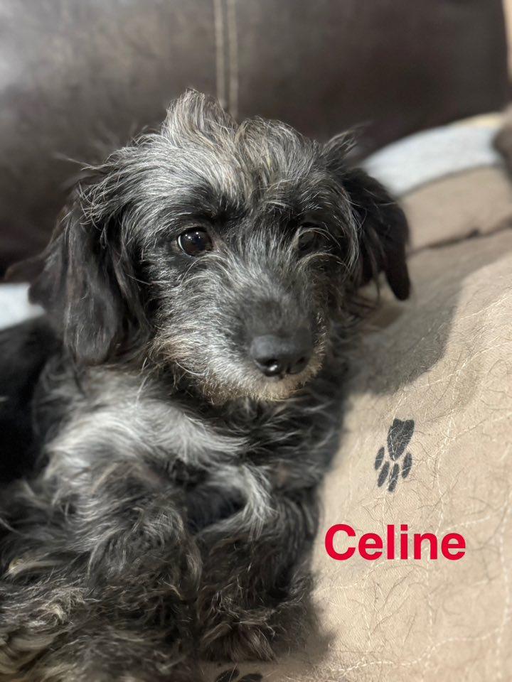 Enlarge Celine, a Adopted mixed breed in Navarre, FL image 2/2