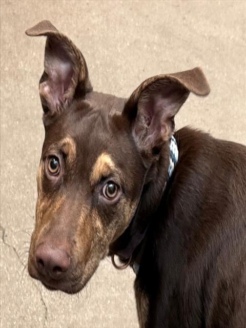 EMOJI*, Adoptable, Young Female Australian Kelpie & Mixed Breed.