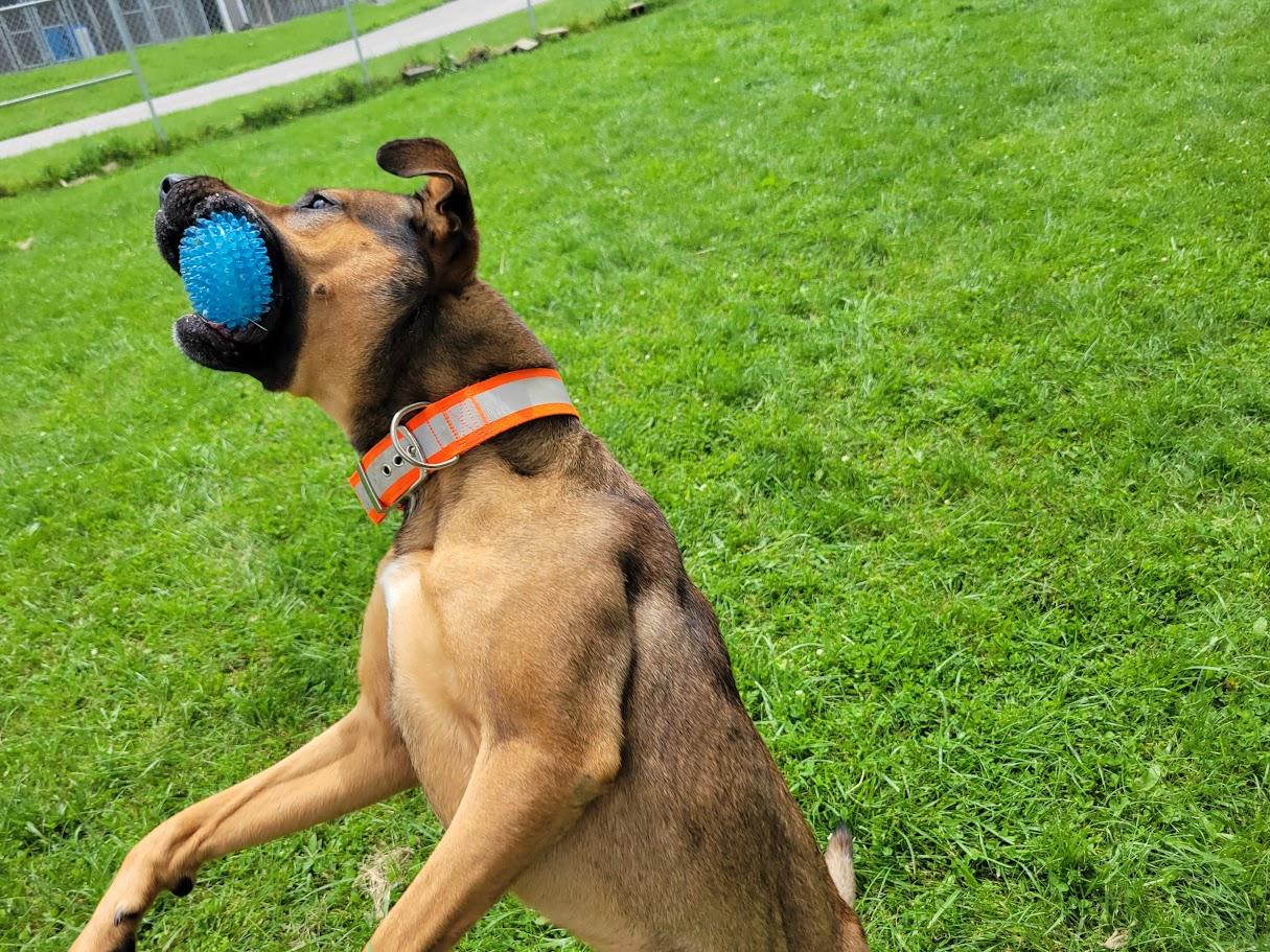 Sprocket, a ADOPTABLE mixed breed in Lisbon, OH image 3/6