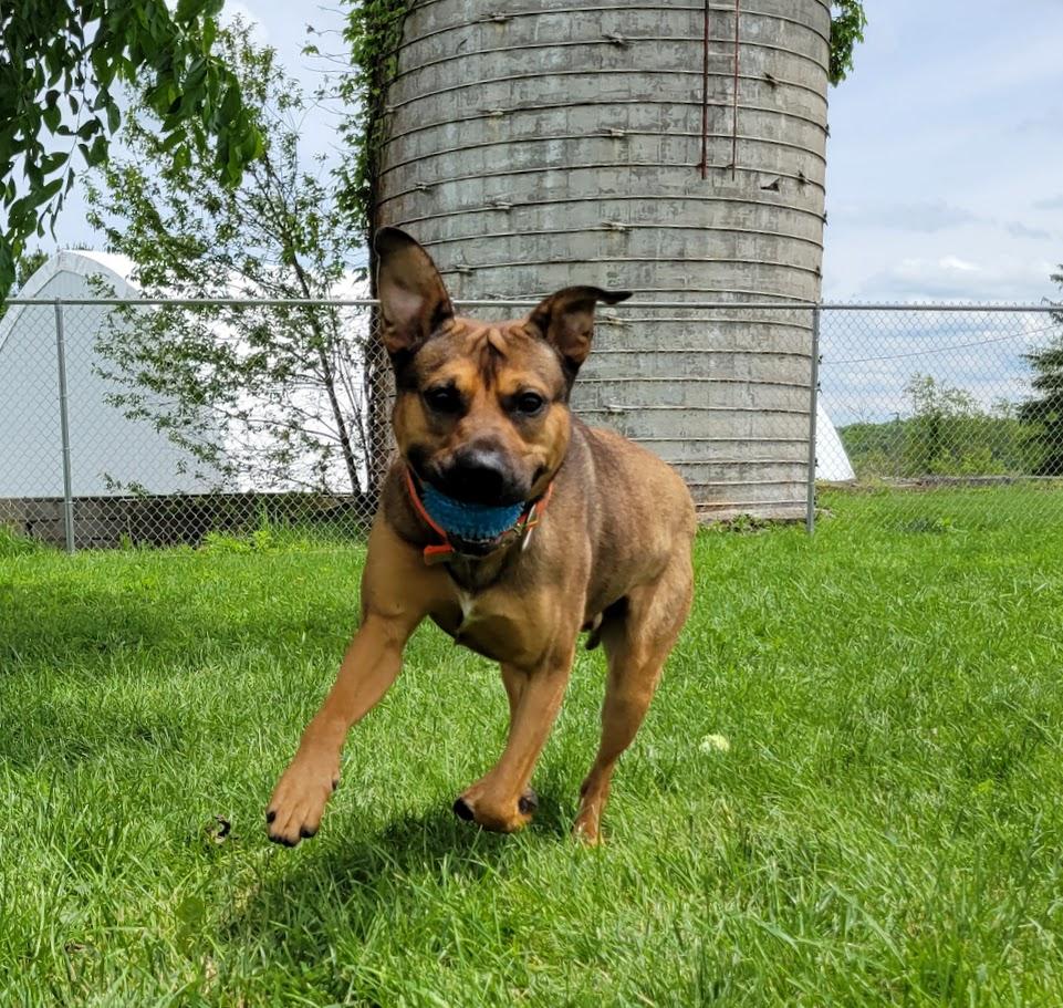 Sprocket, a ADOPTABLE mixed breed in Lisbon, OH image 2/6