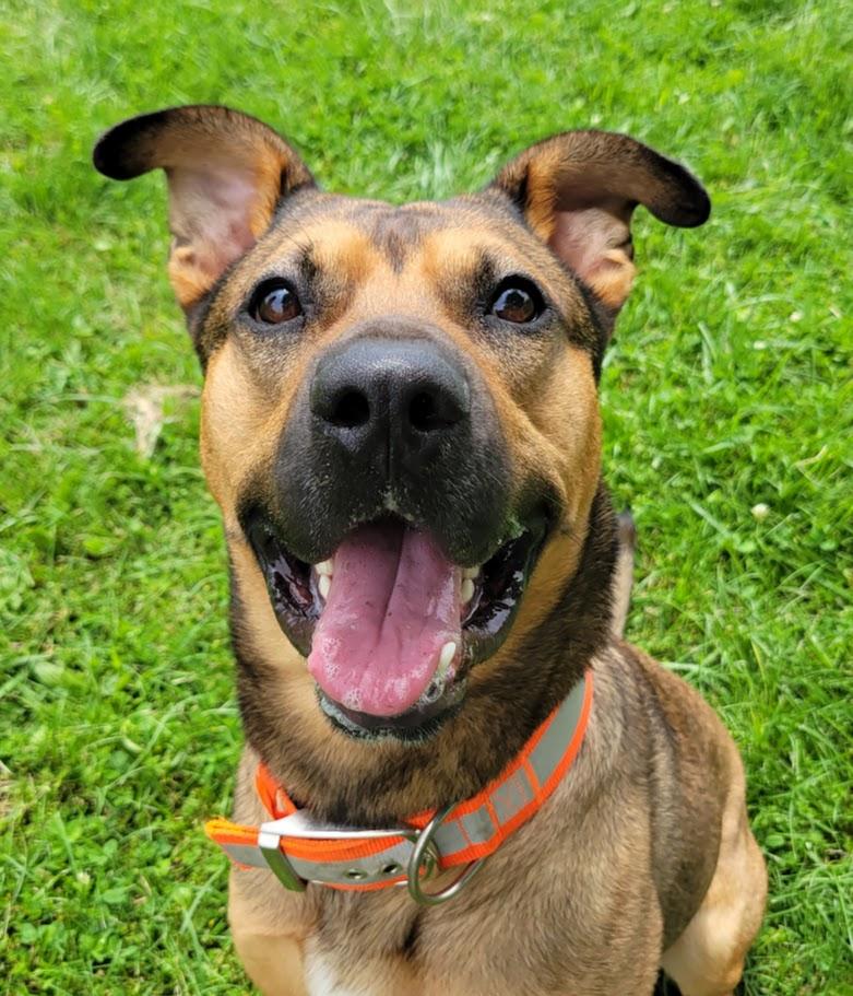 Sprocket, a ADOPTABLE mixed breed in Lisbon, OH image 5/6