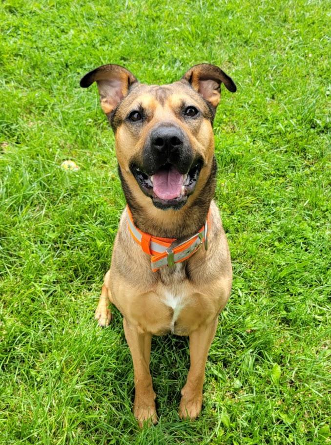 Sprocket, a ADOPTABLE mixed breed in Lisbon, OH image 6/6