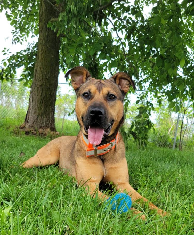Sprocket, ADOPTABLE, Young Male German Shepherd Dog & Pit Bull Terrier.