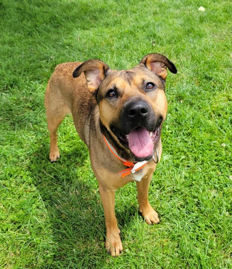 Sprocket, a ADOPTABLE mixed breed in Lisbon, OH image 4/6