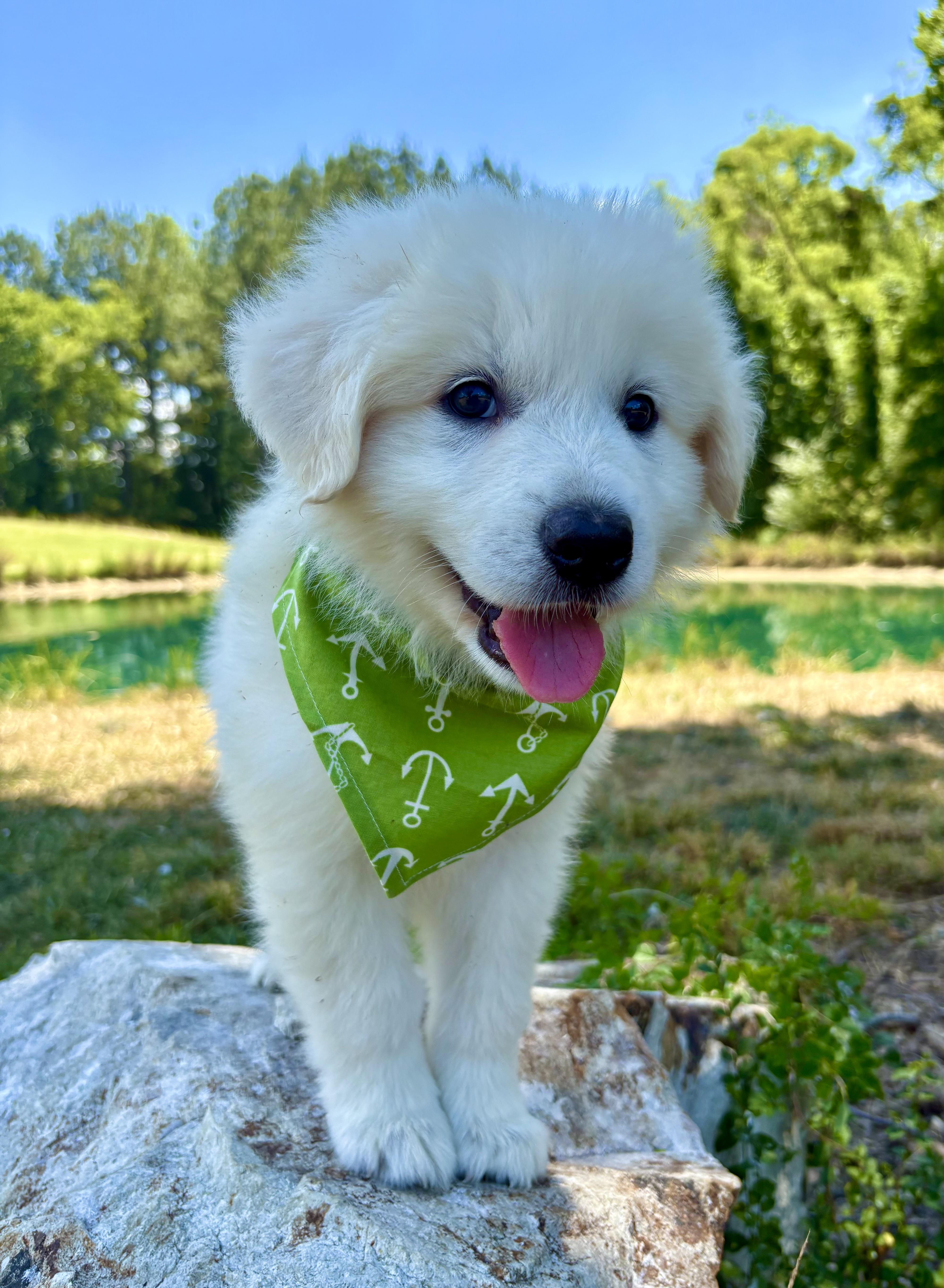 Rocky Road, an adopted Great Pyrenees in Pittsboro, NC image 3/5