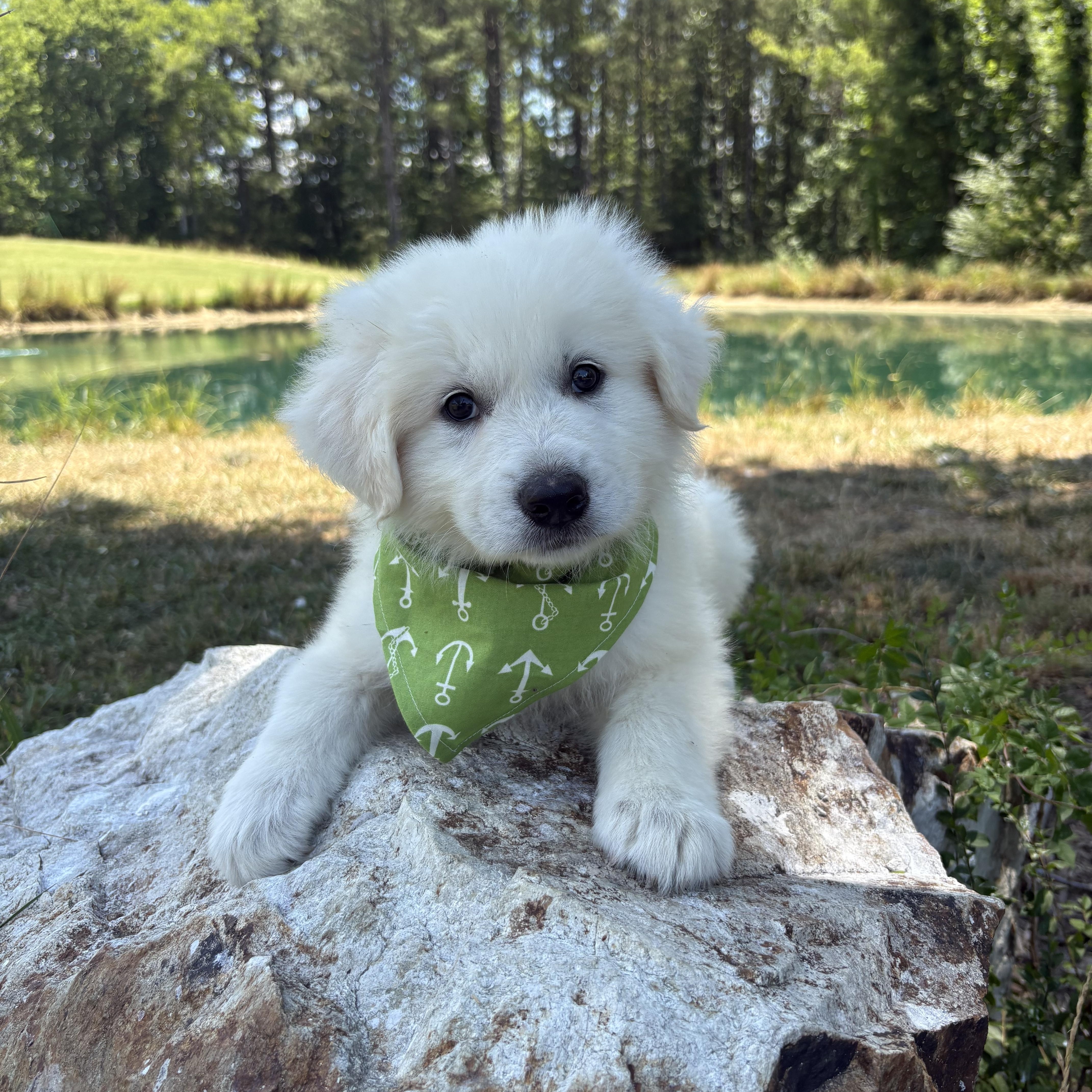 Rocky Road, an adopted Great Pyrenees in Pittsboro, NC image 4/5