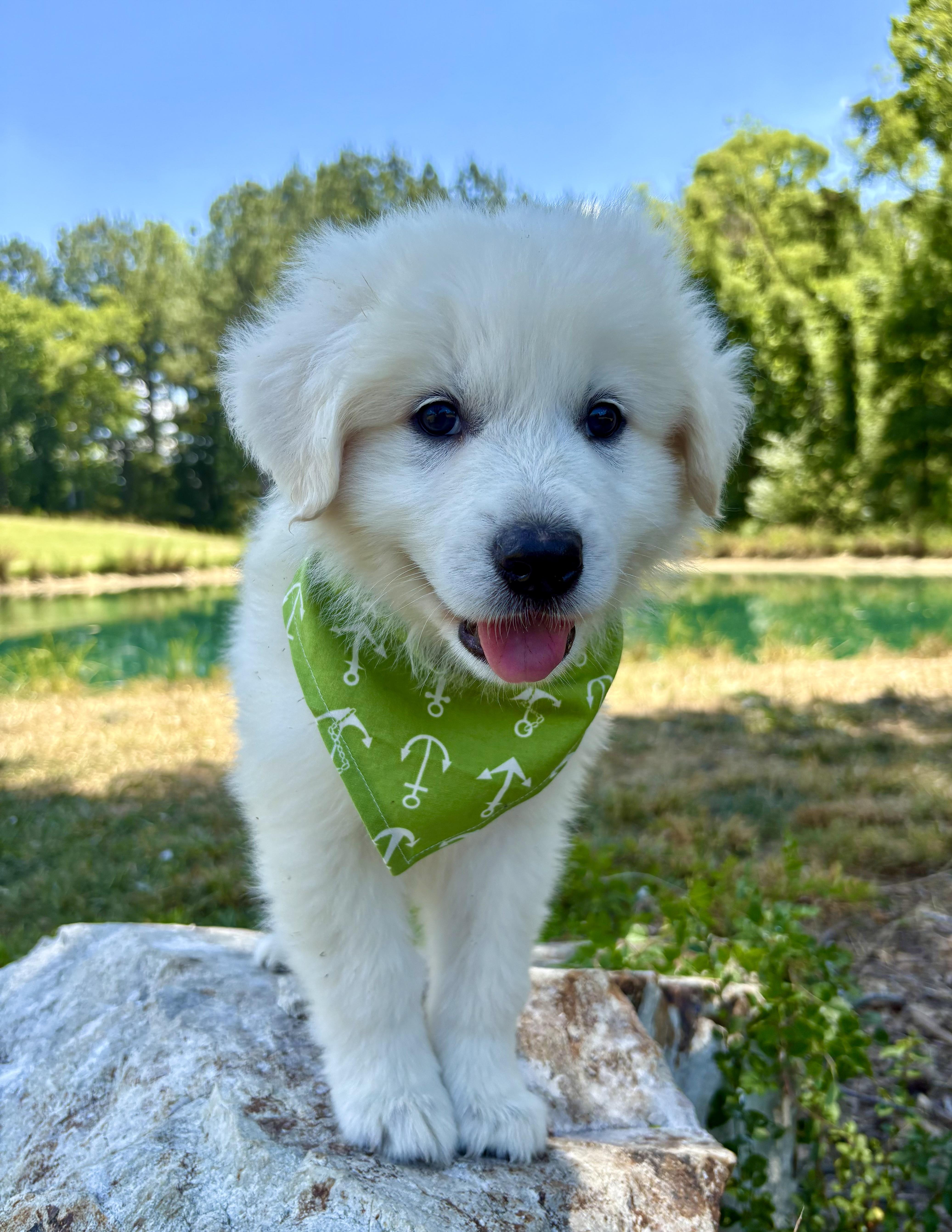 Rocky Road, an adopted Great Pyrenees in Pittsboro, NC image 1/5