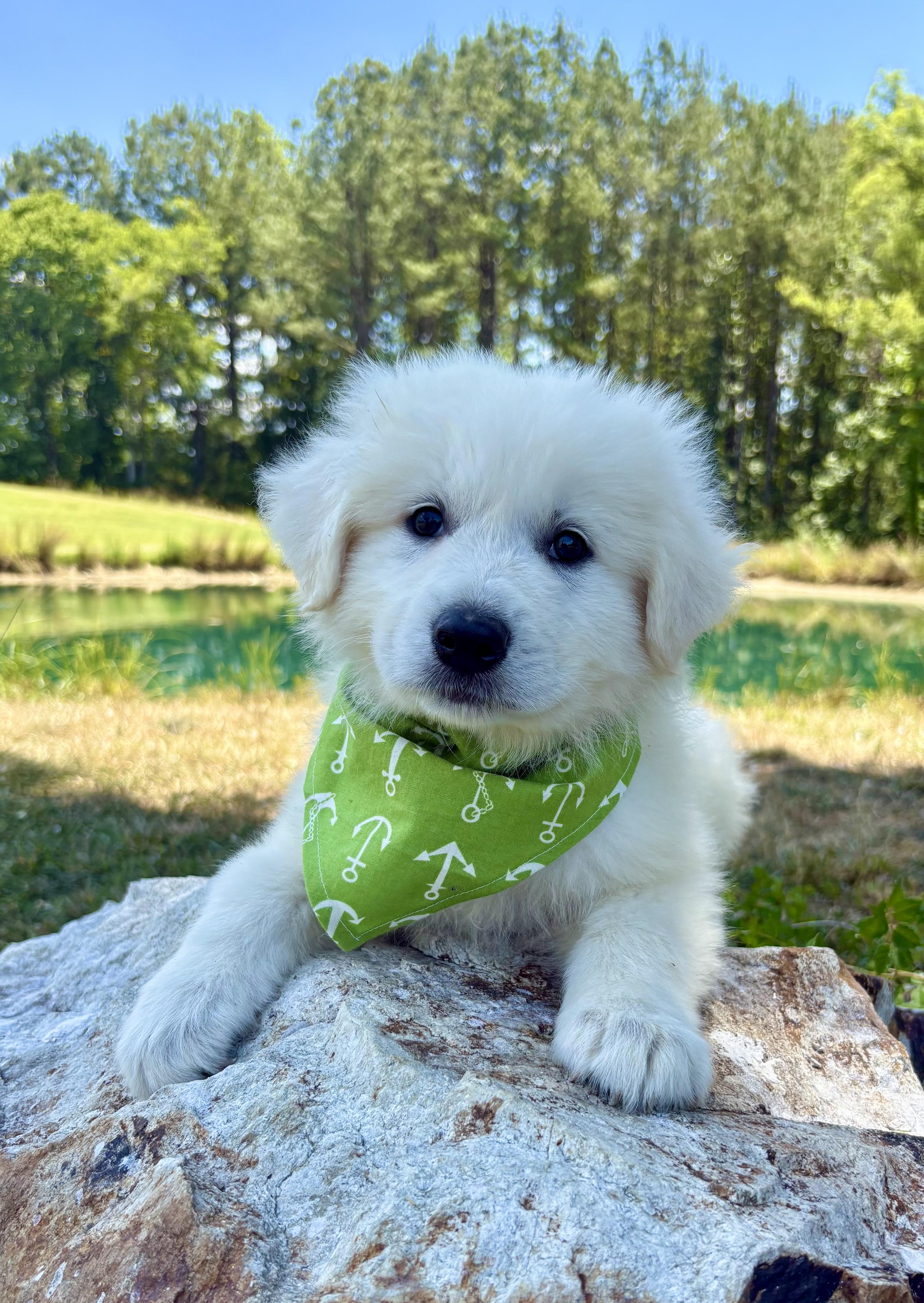 Rocky Road, an adopted Great Pyrenees in Pittsboro, NC image 2/5
