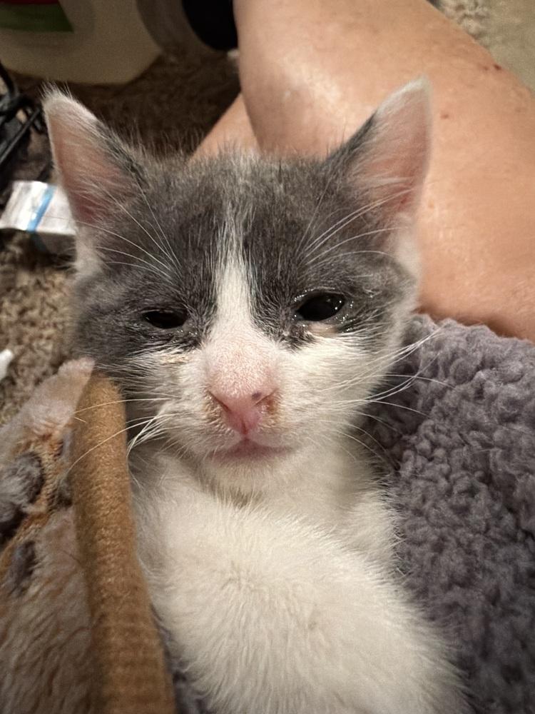 Enlarge Gizmo, a Adopted Domestic Short Hair in Youngsville, NC image 1/1