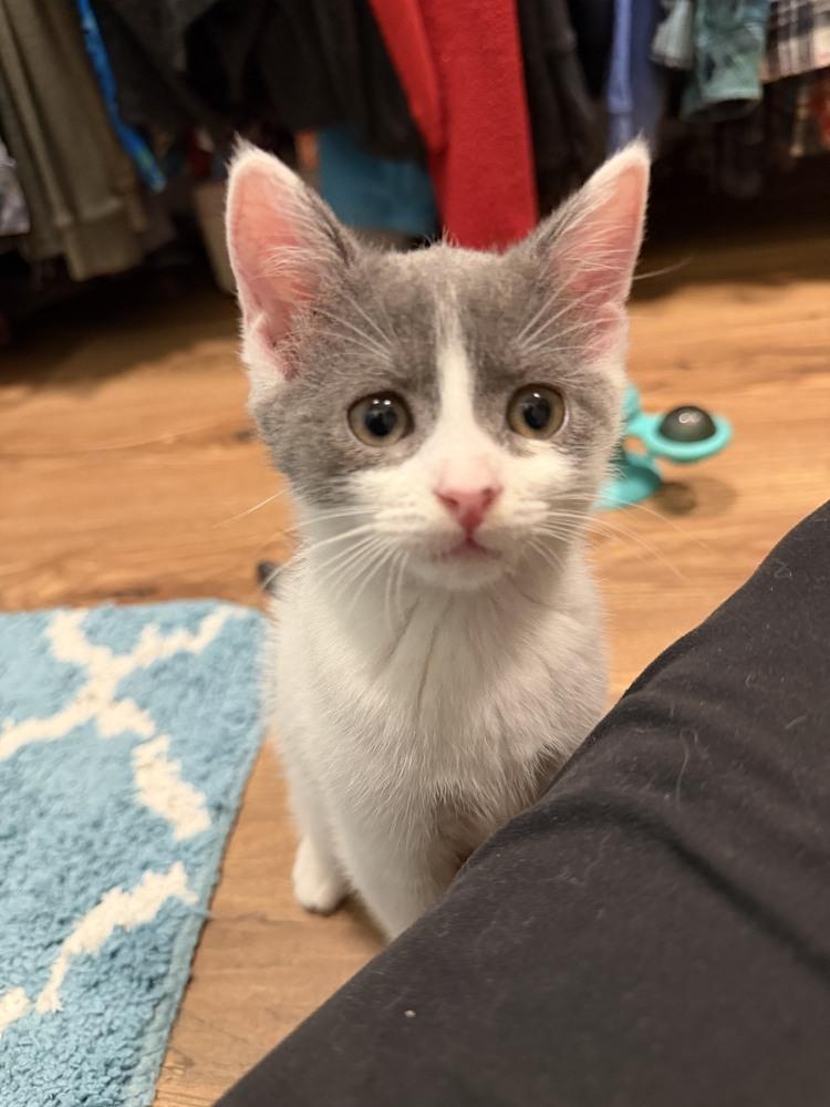 Enlarge Gizmo, a Adopted Domestic Short Hair in Youngsville, NC image 2/5