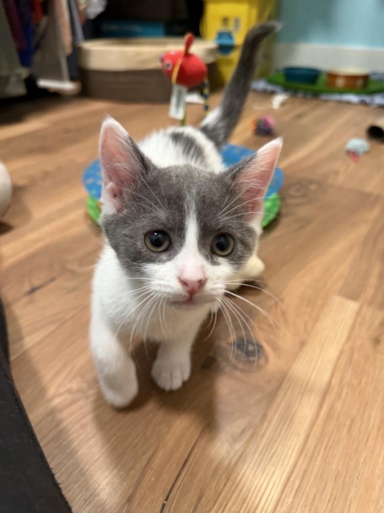 Enlarge Gizmo, a Adopted Domestic Short Hair in Youngsville, NC image 3/5