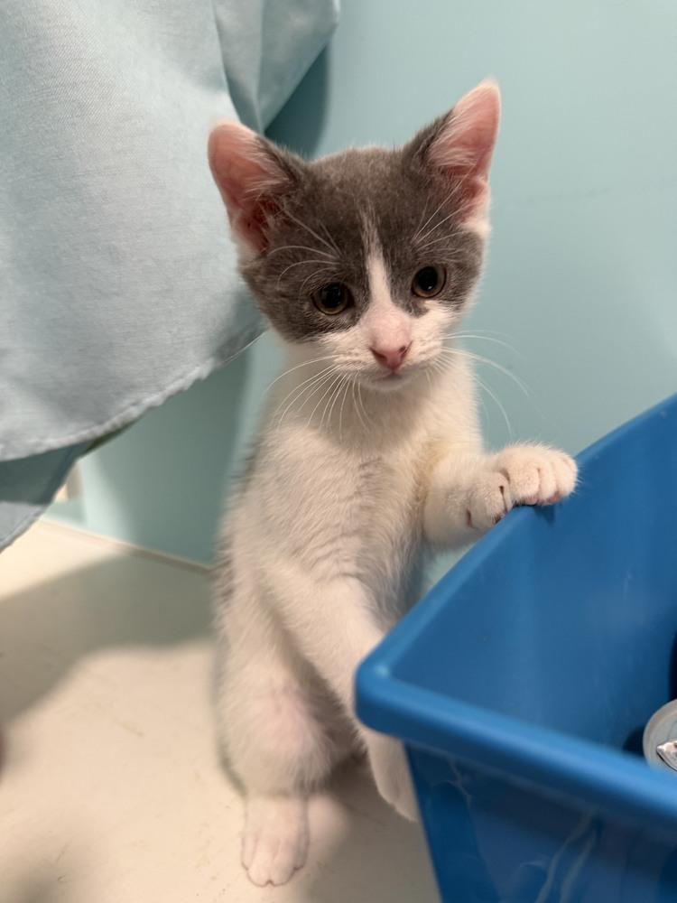 Enlarge Gizmo, a Adopted Domestic Short Hair in Youngsville, NC image 5/5