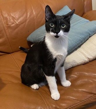 Strech, Adopted, Kitten Male Domestic Short Hair.