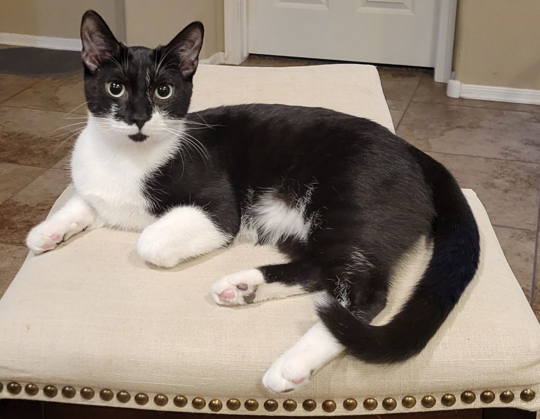 Strech, a Adopted mixed breed in Youngtown, AZ image 2/2