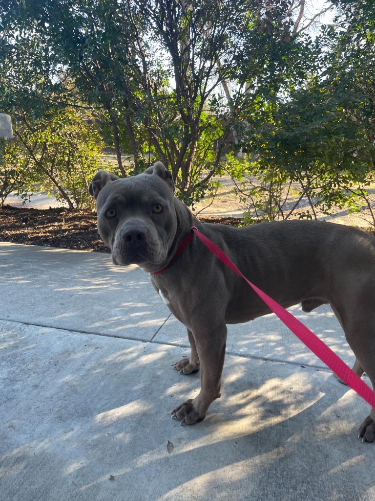 Hercules, Adoptable, Adult Male Pit Bull Terrier.