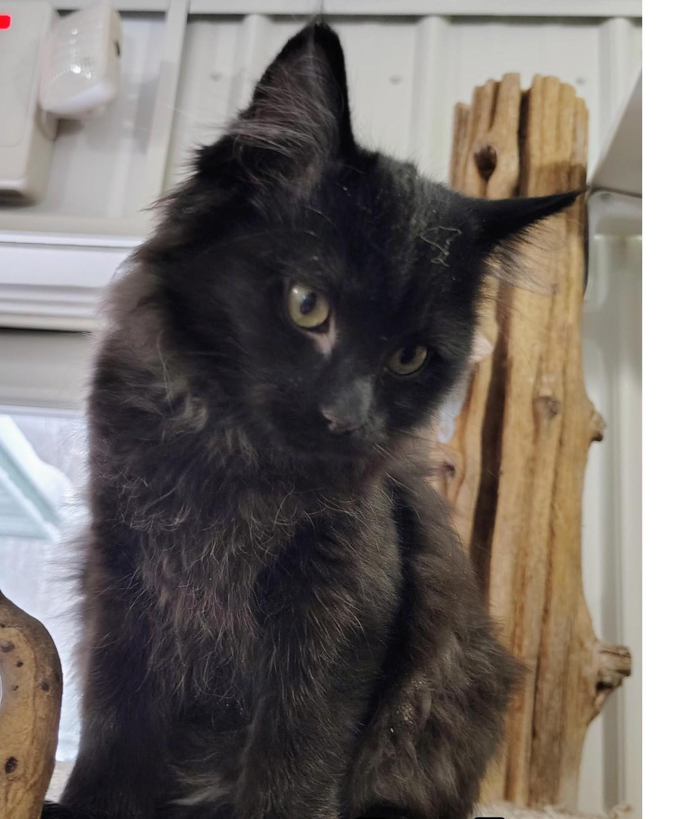 Nixie, ADOPTABLE, Young Female Domestic Long Hair.