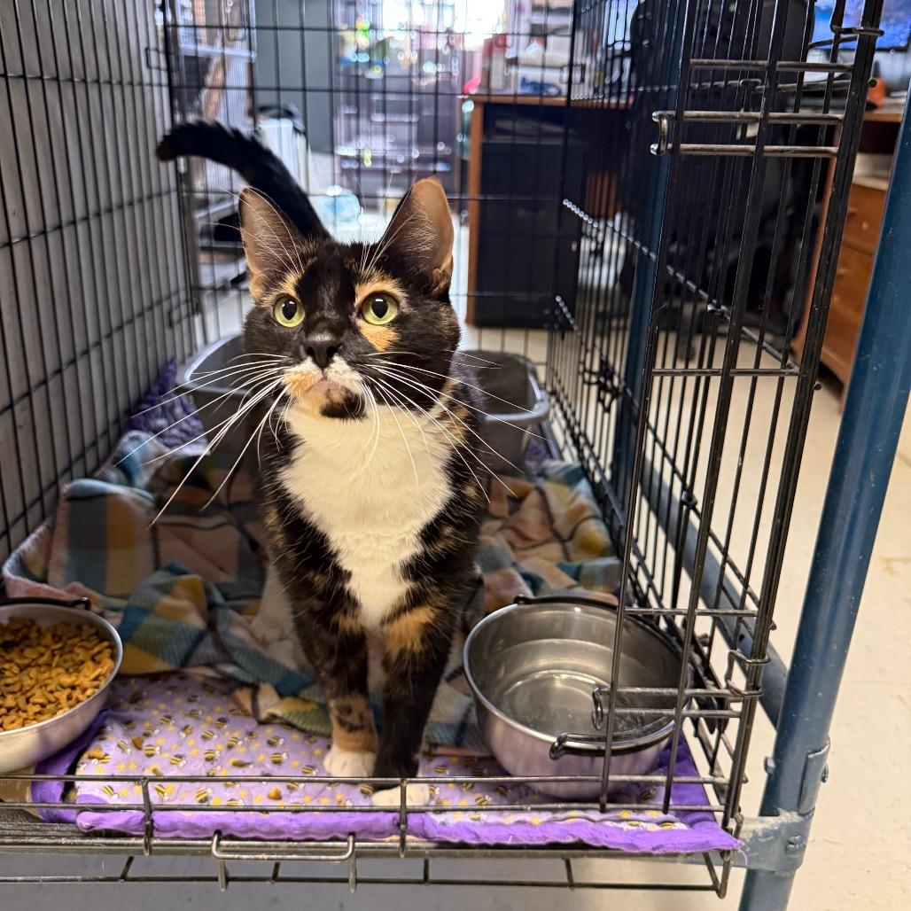 Taffy C45720, Adoptable, Adult Female Domestic Short Hair.