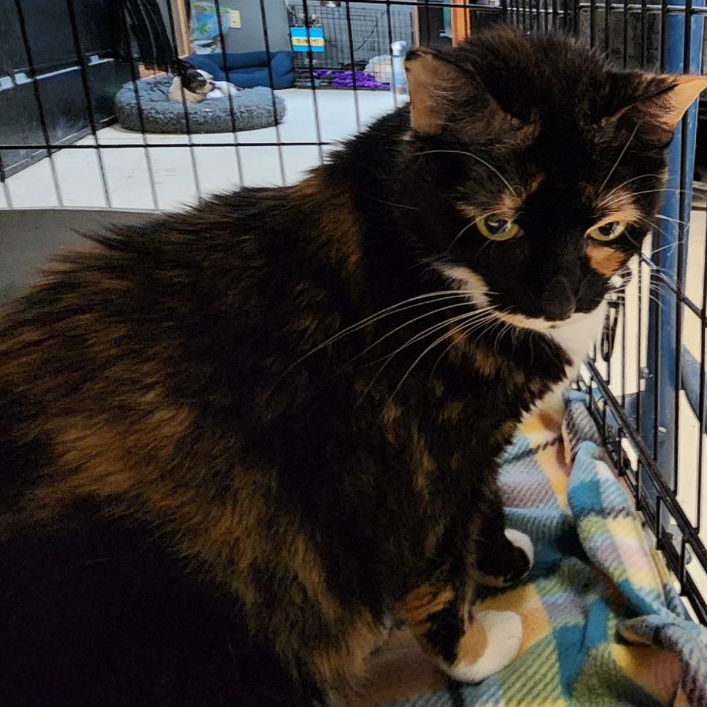 Enlarge Taffy C45720, a Adoptable Domestic Short Hair in Corsicana, TX image 1/2