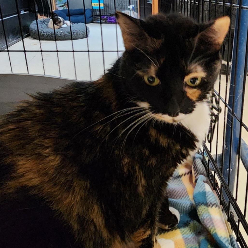 Enlarge Taffy C45720, a Adoptable Domestic Short Hair in Corsicana, TX image 2/2