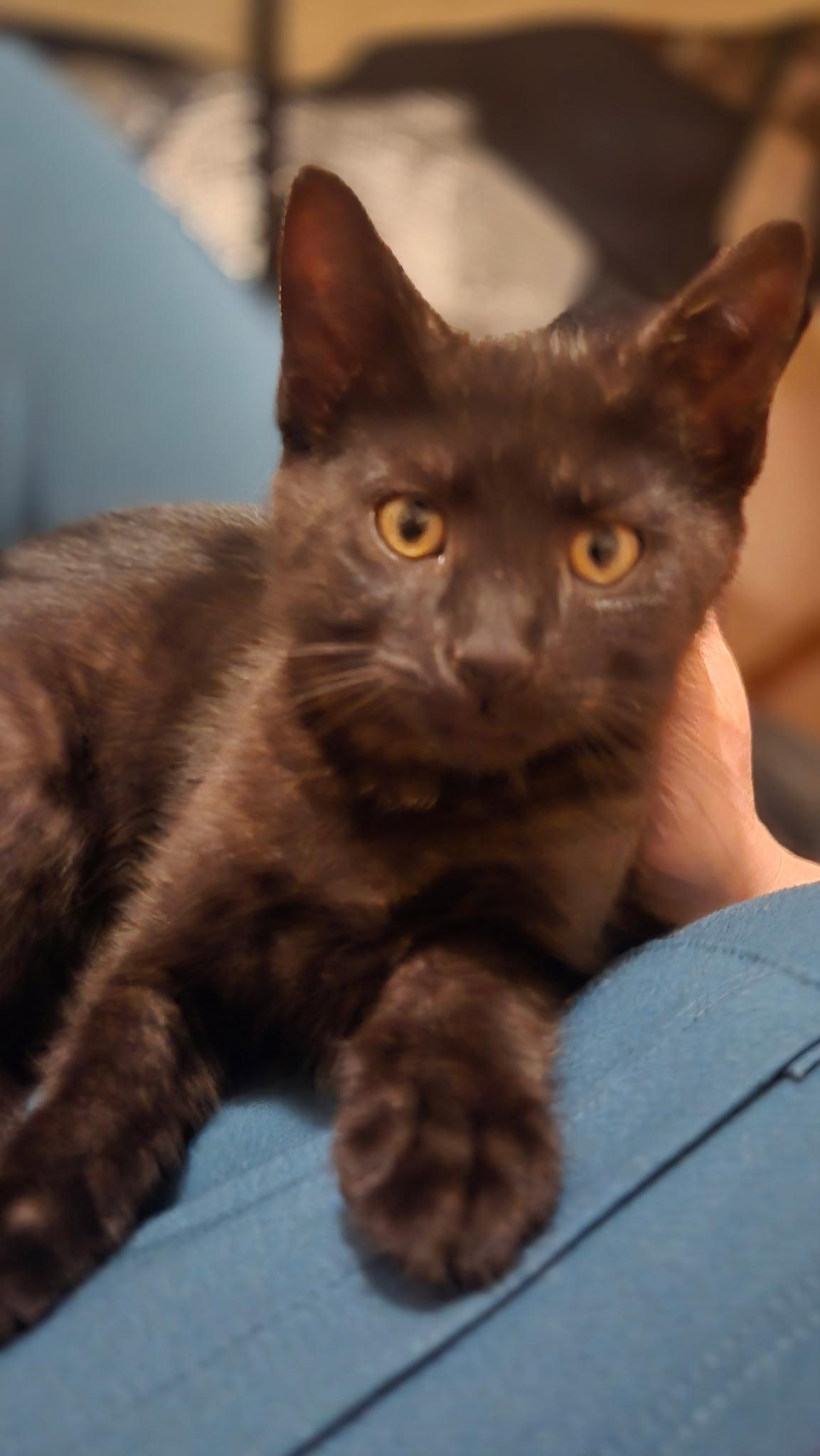 Awesome Wiggles, Adoptable, Kitten Male Domestic Short Hair.