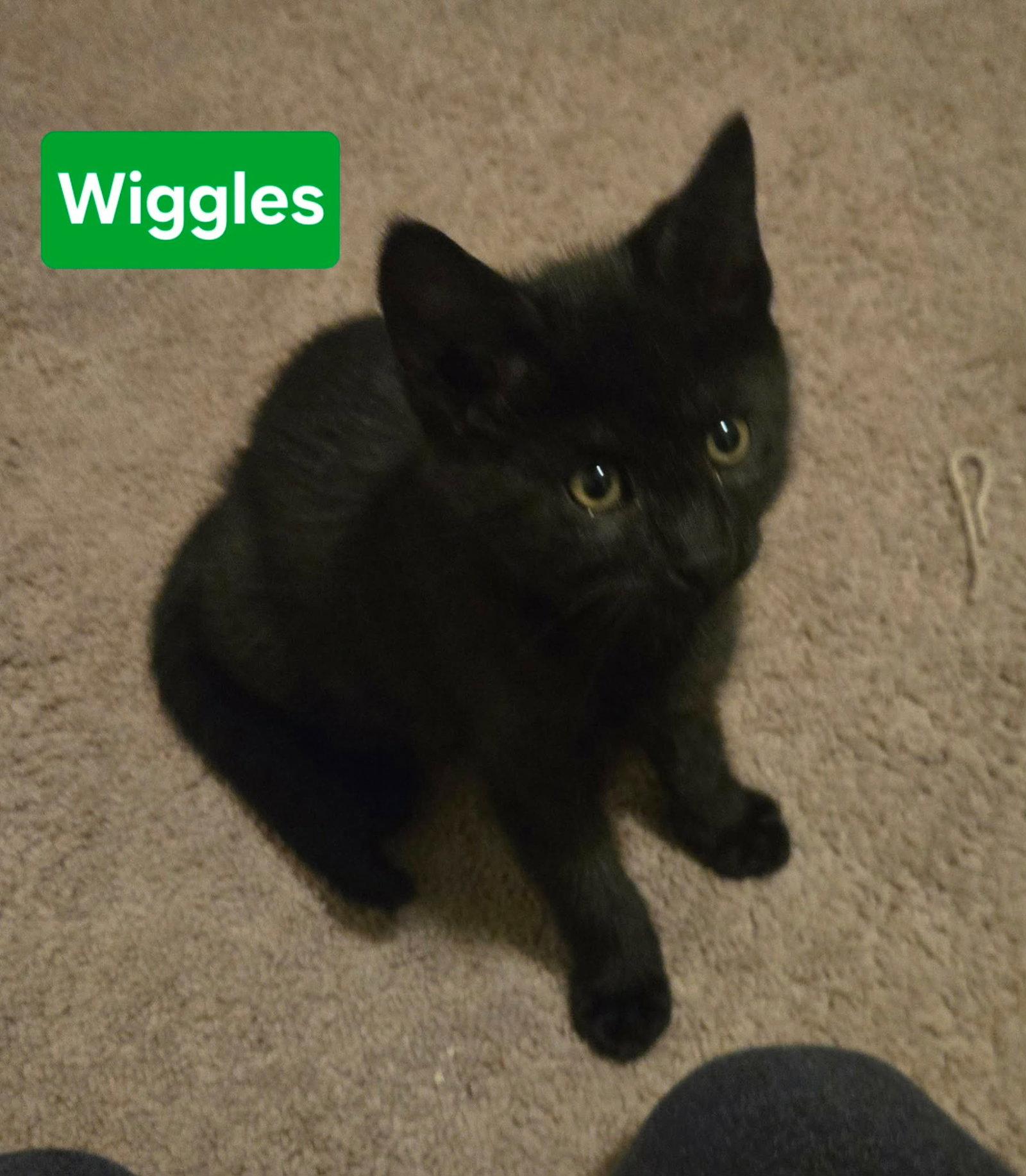 Enlarge Awesome Wiggles, a Adoptable Domestic Short Hair in Coatesville, PA image 3/3