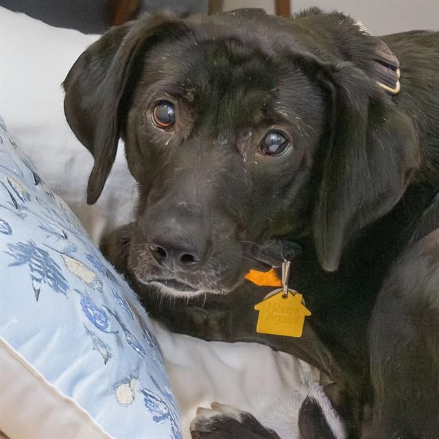 SHYLA, Adoptable, Young Female Beagle & Mixed Breed.