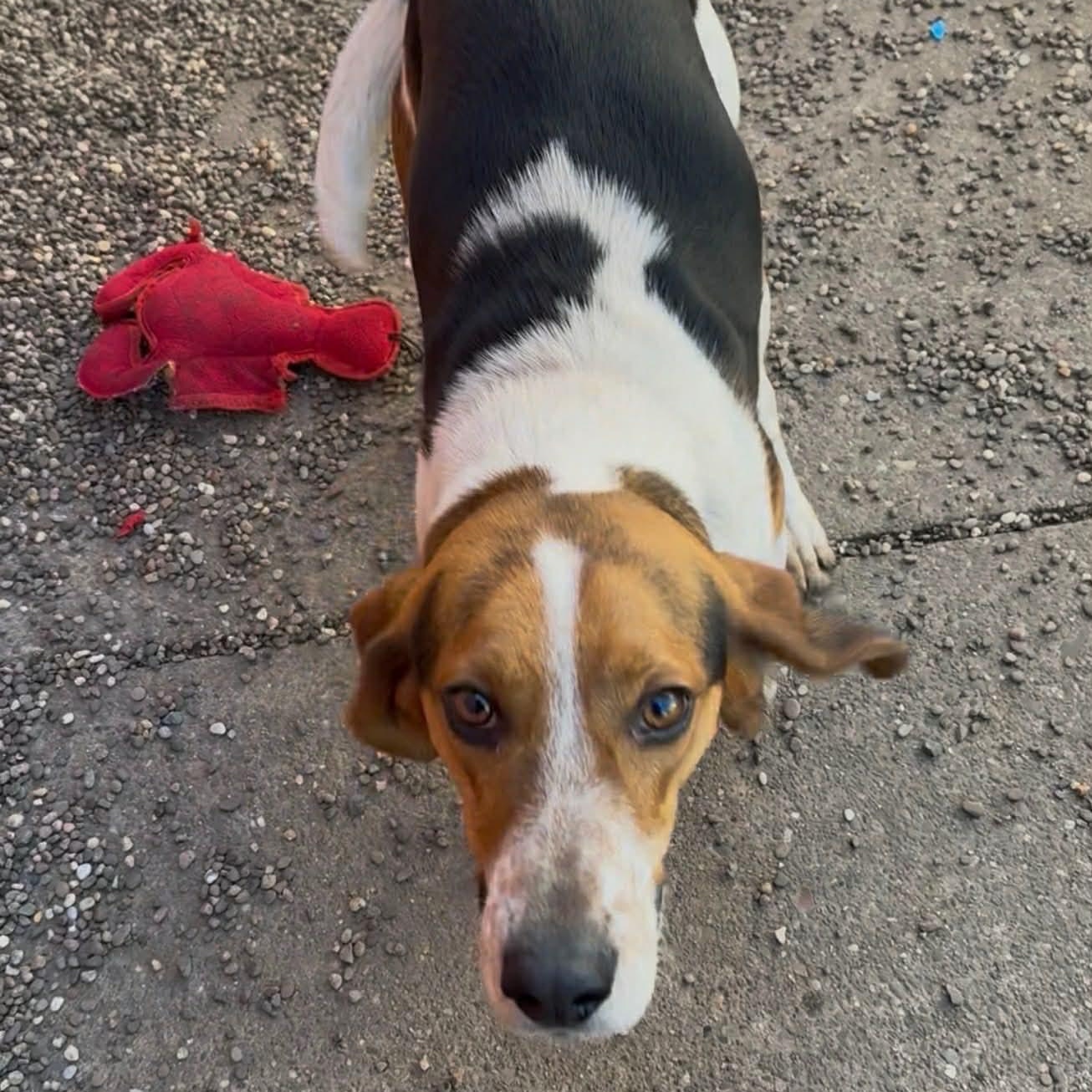 Enlarge Barney, a ADOPTABLE mixed breed in Washington, PA image 6/6