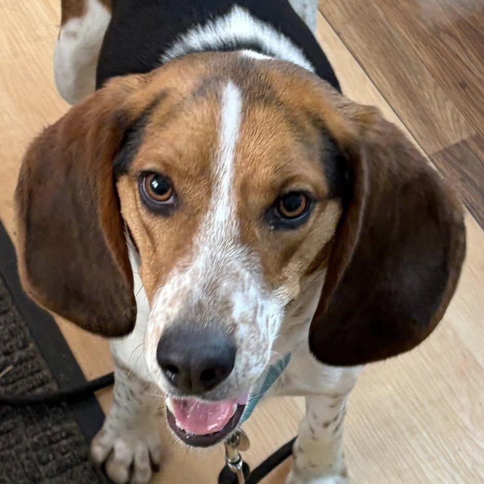 Barney, ADOPTABLE, Adult Male Beagle.