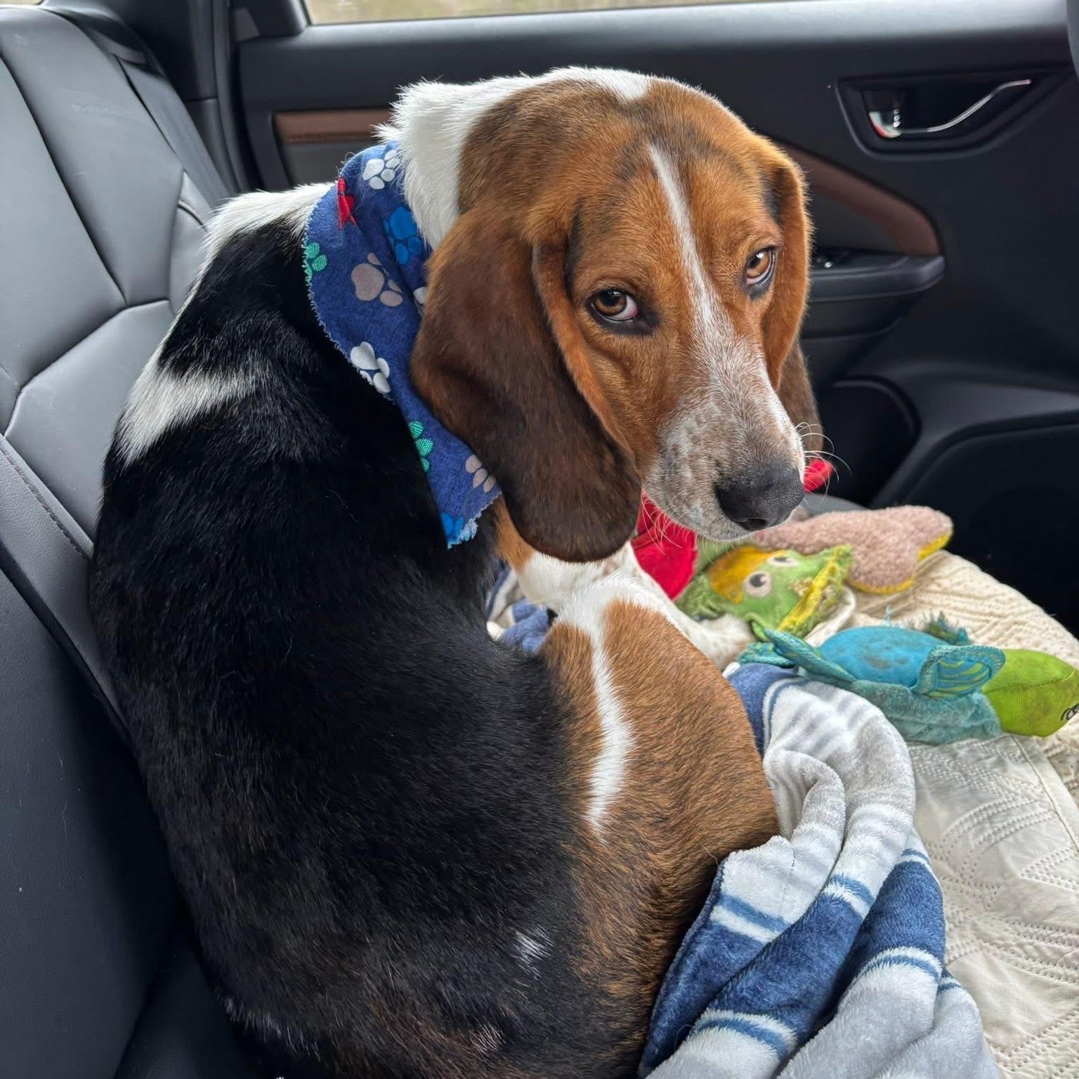 Enlarge Barney, a ADOPTABLE mixed breed in Washington, PA image 3/6