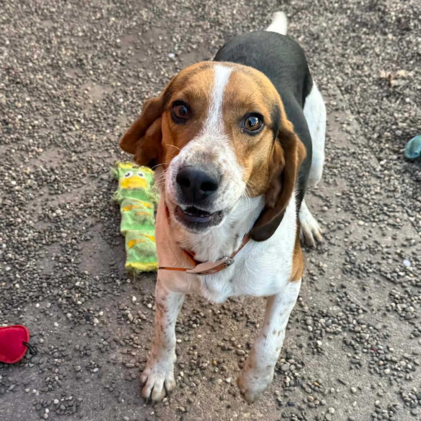 Enlarge Barney, a ADOPTABLE mixed breed in Washington, PA image 4/6