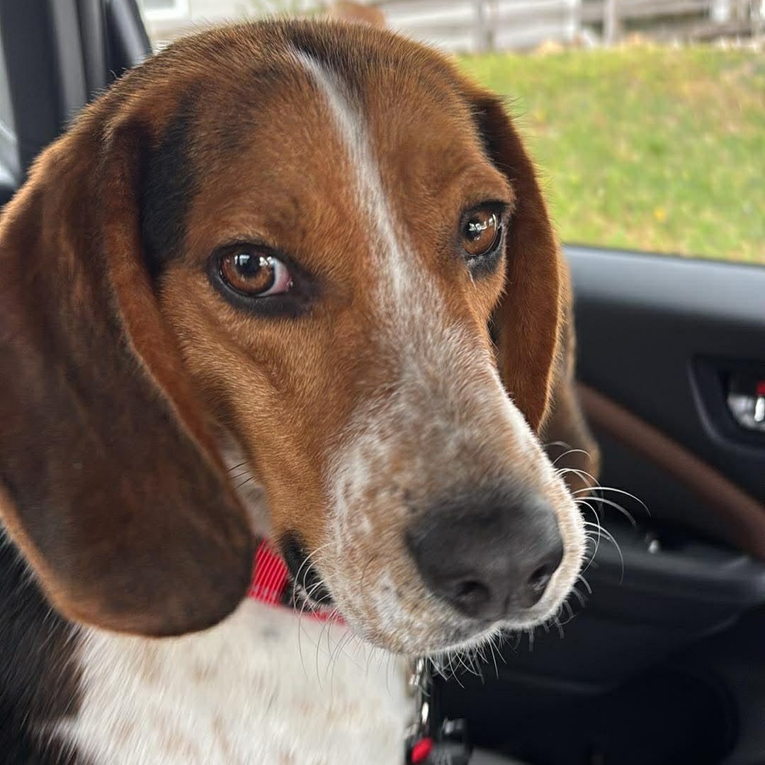 Enlarge Barney, a ADOPTABLE mixed breed in Washington, PA image 5/6