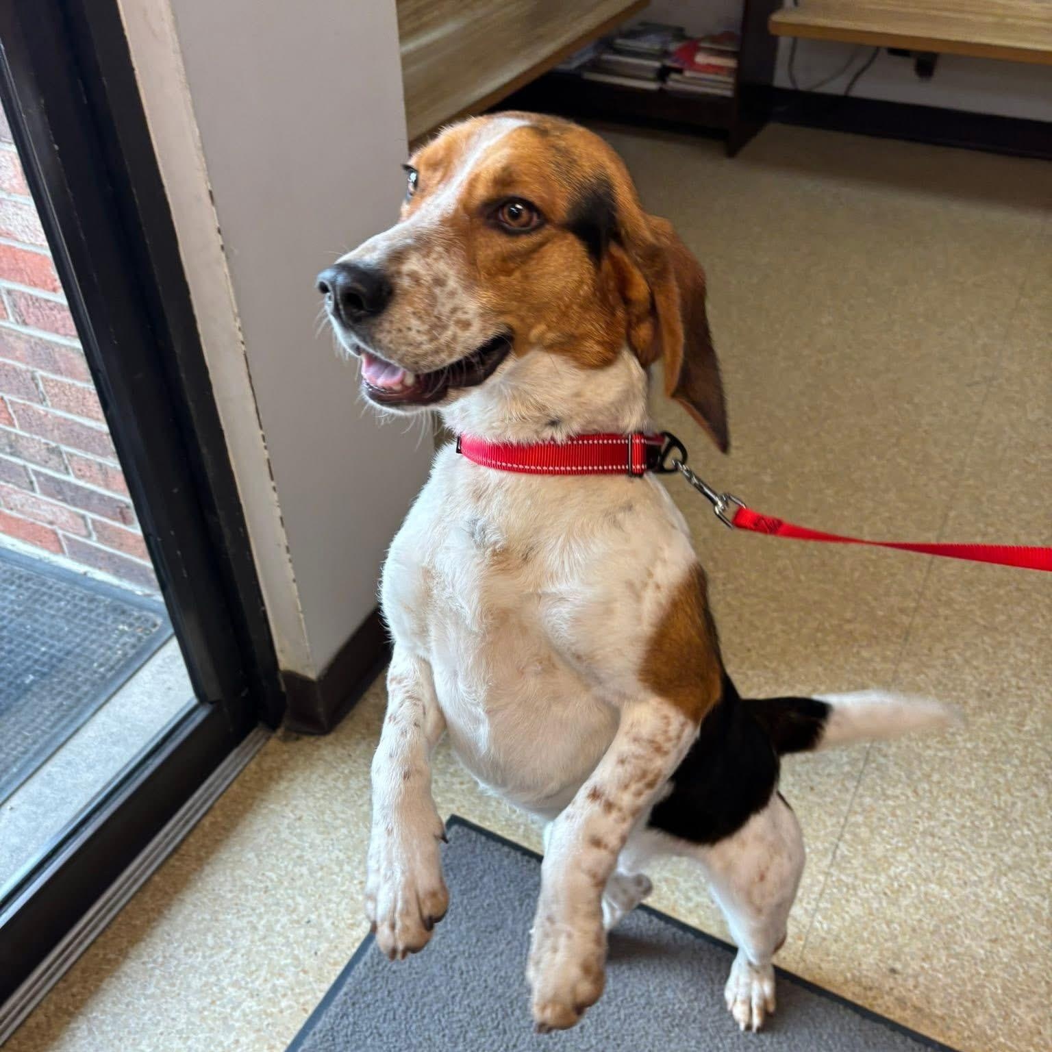 Enlarge Barney, a ADOPTABLE mixed breed in Washington, PA image 2/6
