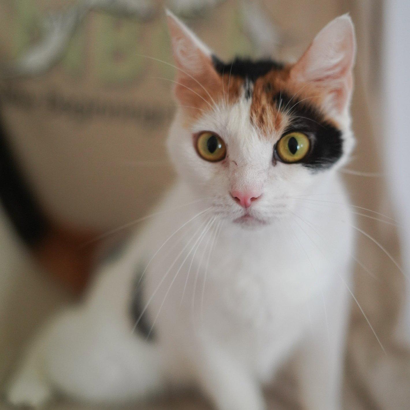 Donatella, Adoptable, Young Female Calico.