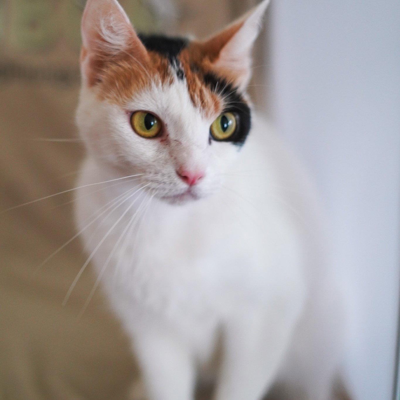 Enlarge Donatella, a Adoptable Calico in Garland, TX image 2/3