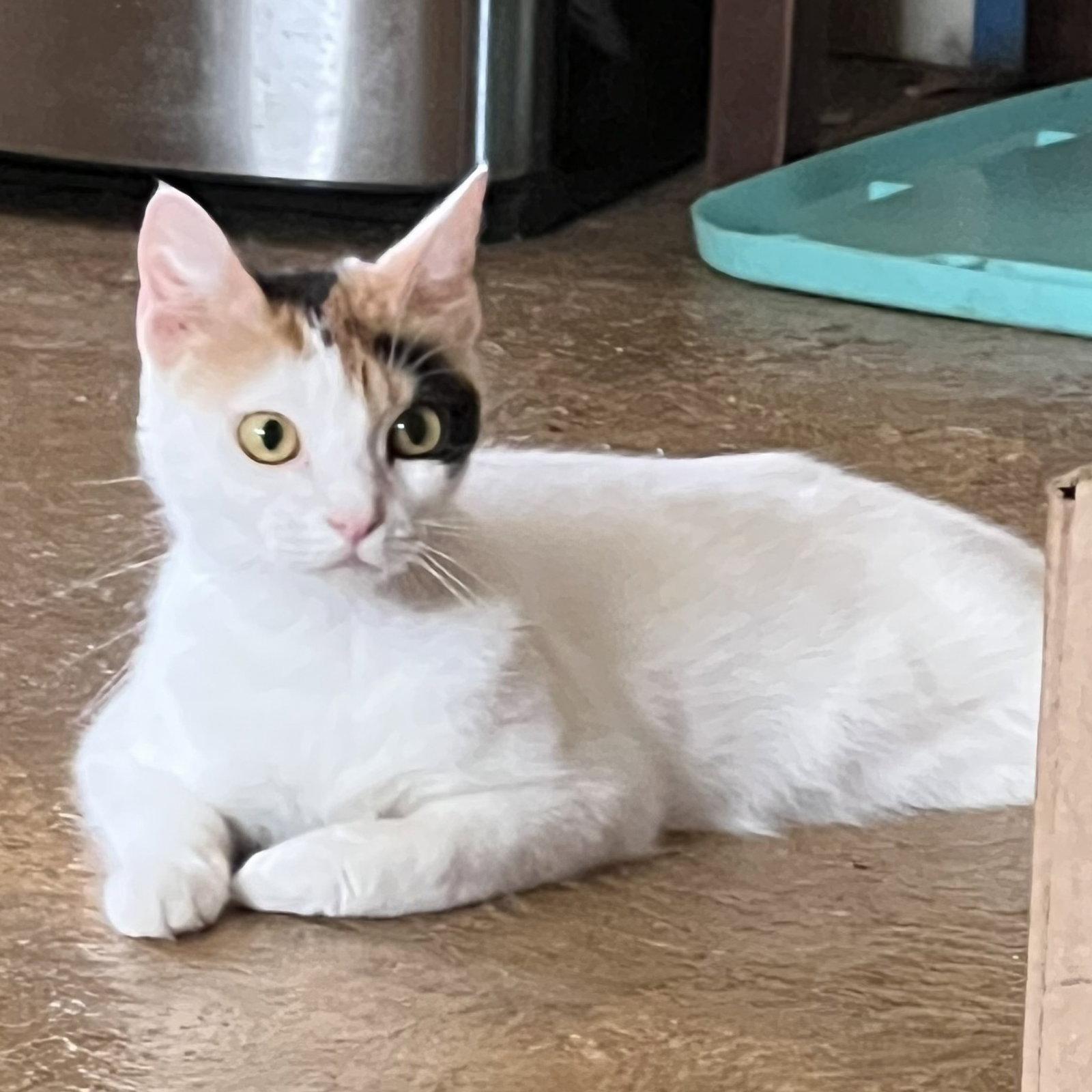 Enlarge Donatella, a Adoptable Calico in Garland, TX image 3/3