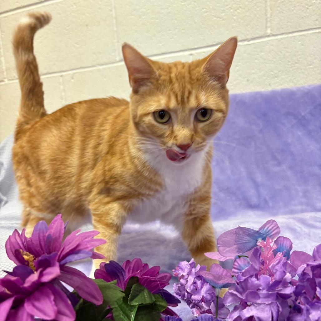 Enlarge Elly, a Adoptable Domestic Short Hair in Las Vegas, NV image 1/5