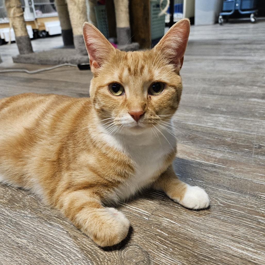 Enlarge Elly, a Adoptable Domestic Short Hair in Las Vegas, NV image 2/5