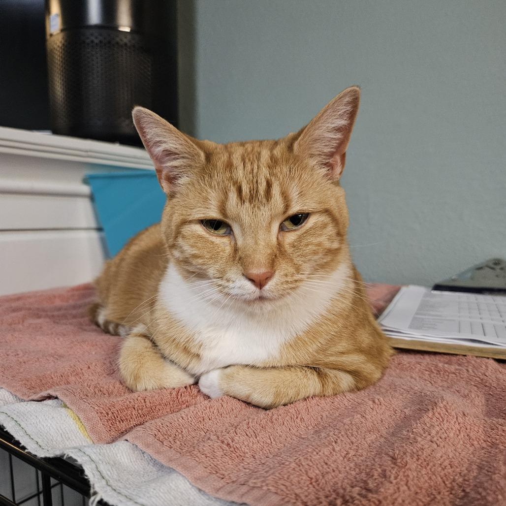 Enlarge Elly, a Adoptable Domestic Short Hair in Las Vegas, NV image 3/5