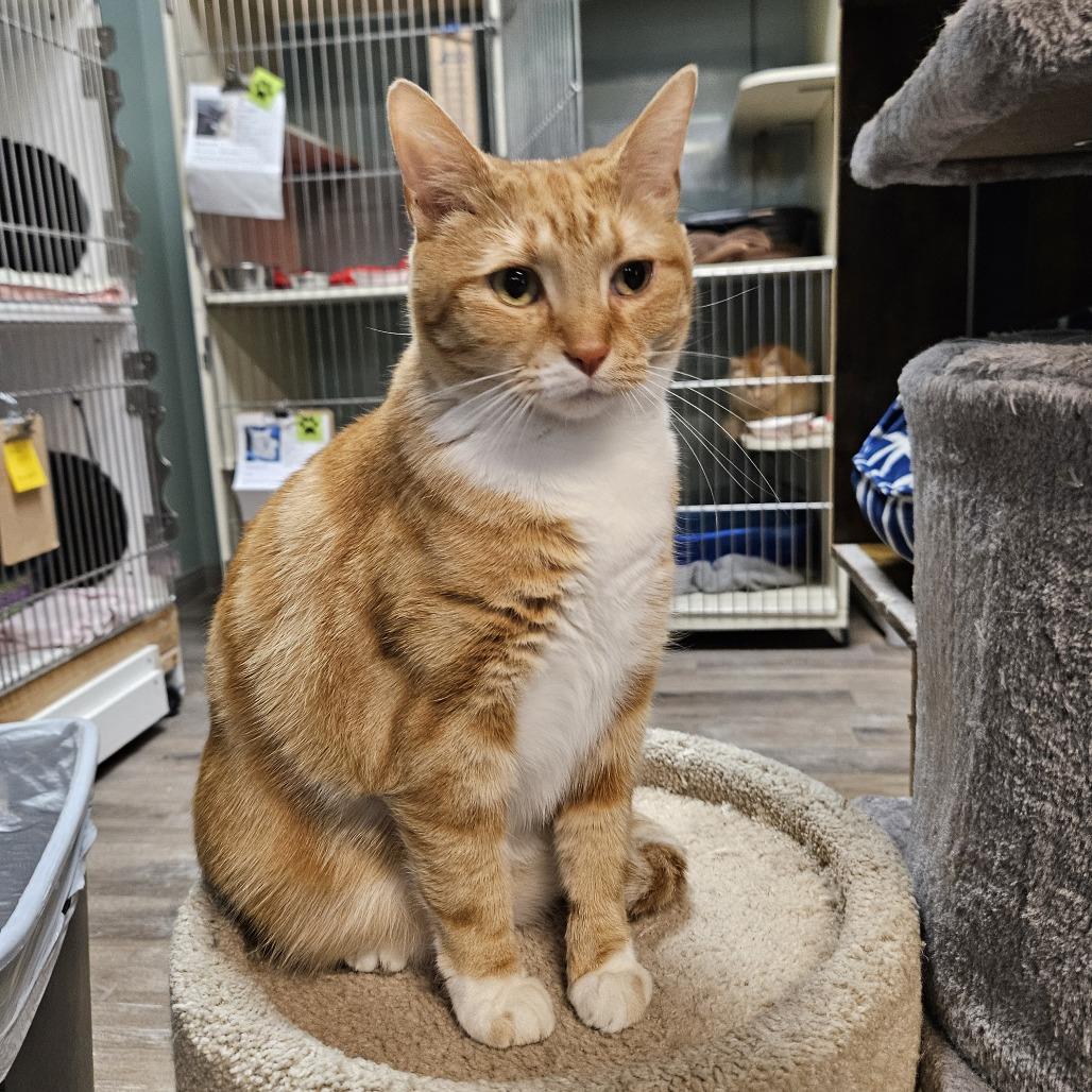 Enlarge Elly, a Adoptable Domestic Short Hair in Las Vegas, NV image 4/5