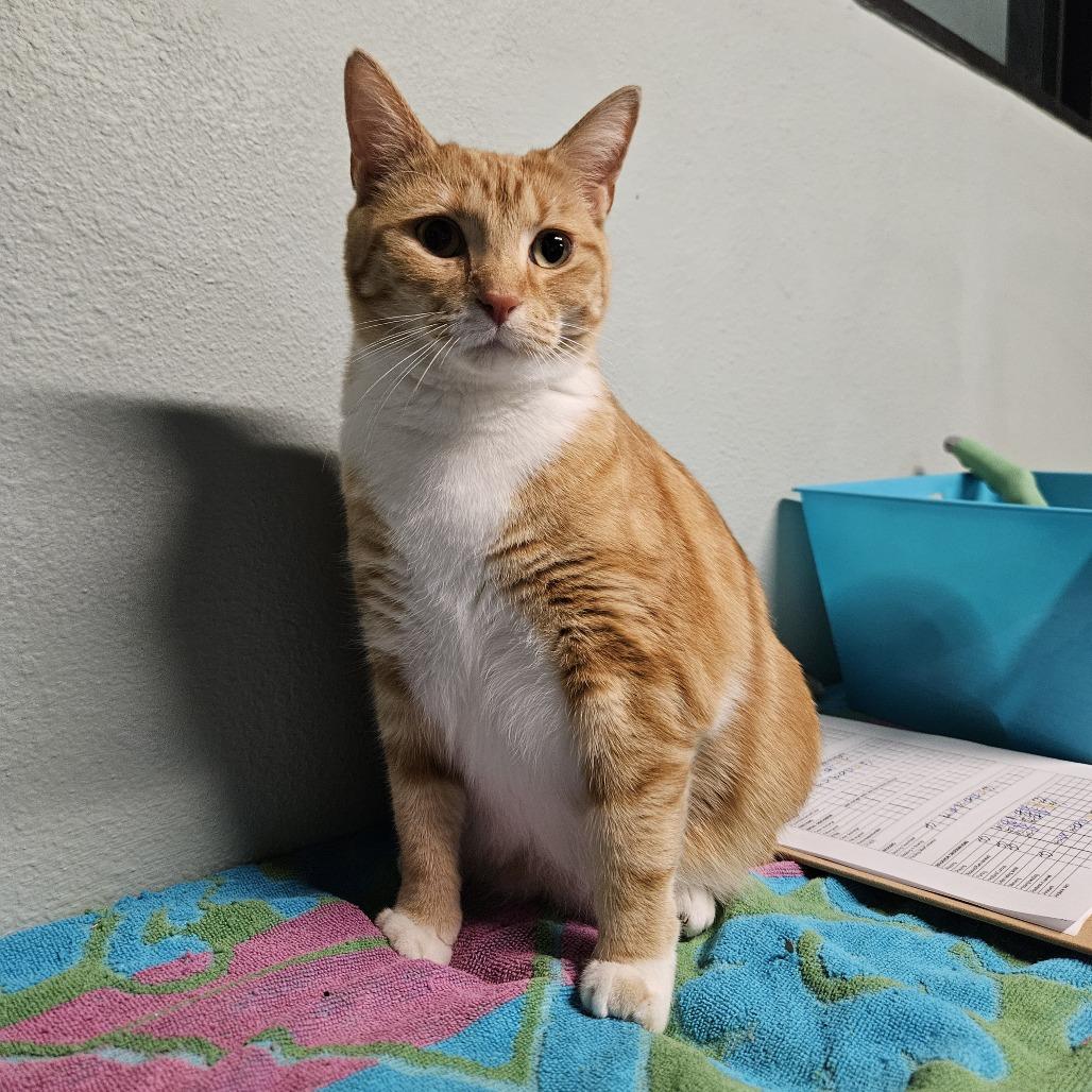 Enlarge Elly, a Adoptable Domestic Short Hair in Las Vegas, NV image 5/5