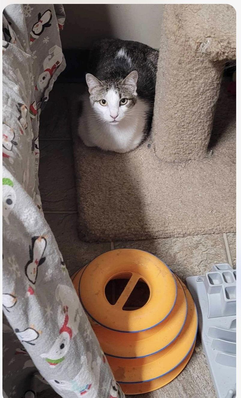 Flynn, a Adoptable Domestic Short Hair in Stover, MO image 2/3