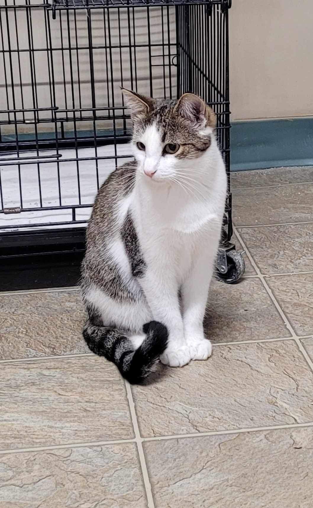 Flynn, a Adoptable Domestic Short Hair in Stover, MO image 3/3