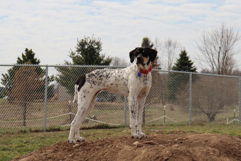 Available for Adoption - Kia (IL, USA), Adoptable, Puppy Female Pointer.