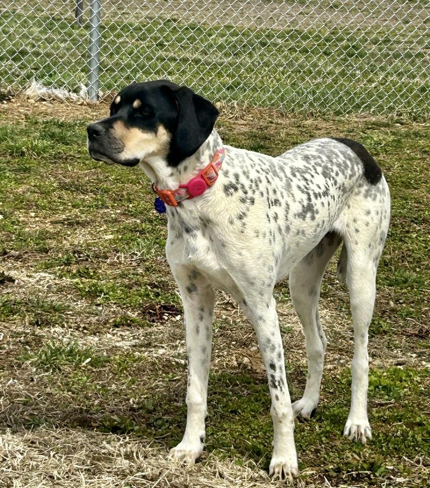 Enlarge Available for Adoption - Kia (IL, USA), a Adoptable mixed breed in Oak Park, IL image 2/6