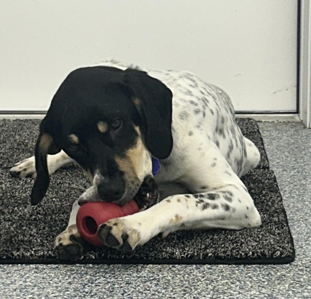 Enlarge Available for Adoption - Kia (MI, USA), a Adoptable mixed breed in Delton, MI image 3/6