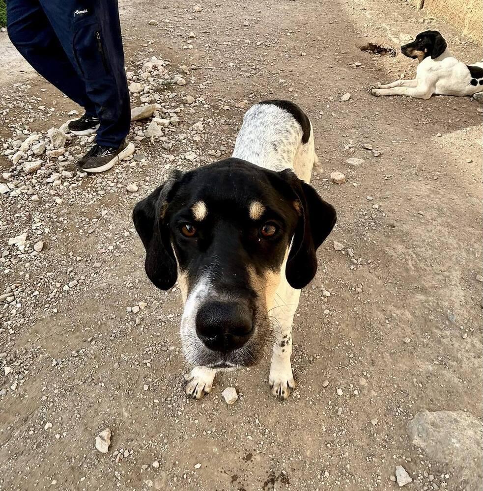 Enlarge Available for Adoption - Kia (MI, USA), a Adoptable mixed breed in Delton, MI image 5/6